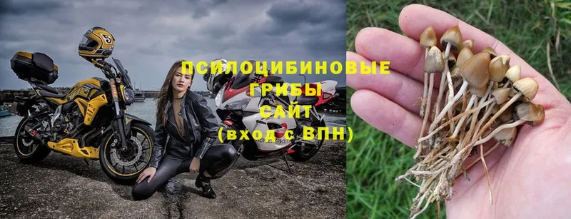 как найти закладки  Дигора  Псилоцибиновые грибы Psilocybe 